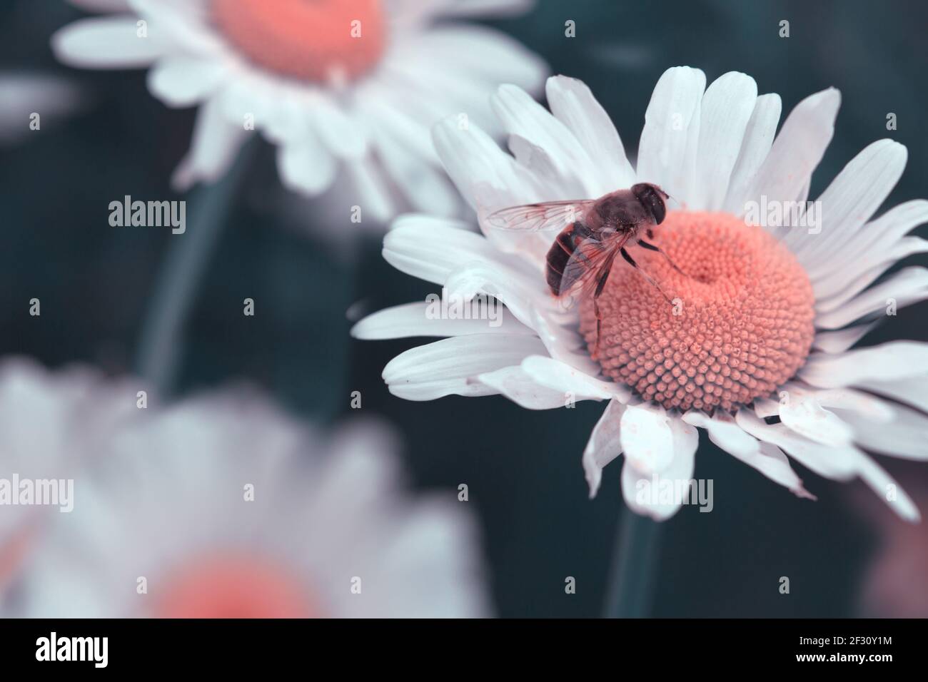 Closeup of a beautiful white marguerite and big bee . Stock Photo
