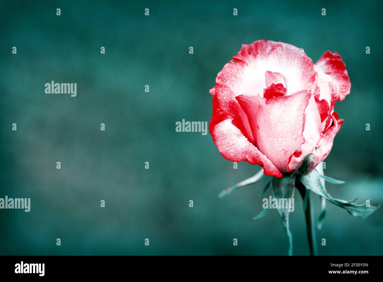 Single long stem red rose hi-res stock photography and images - Alamy