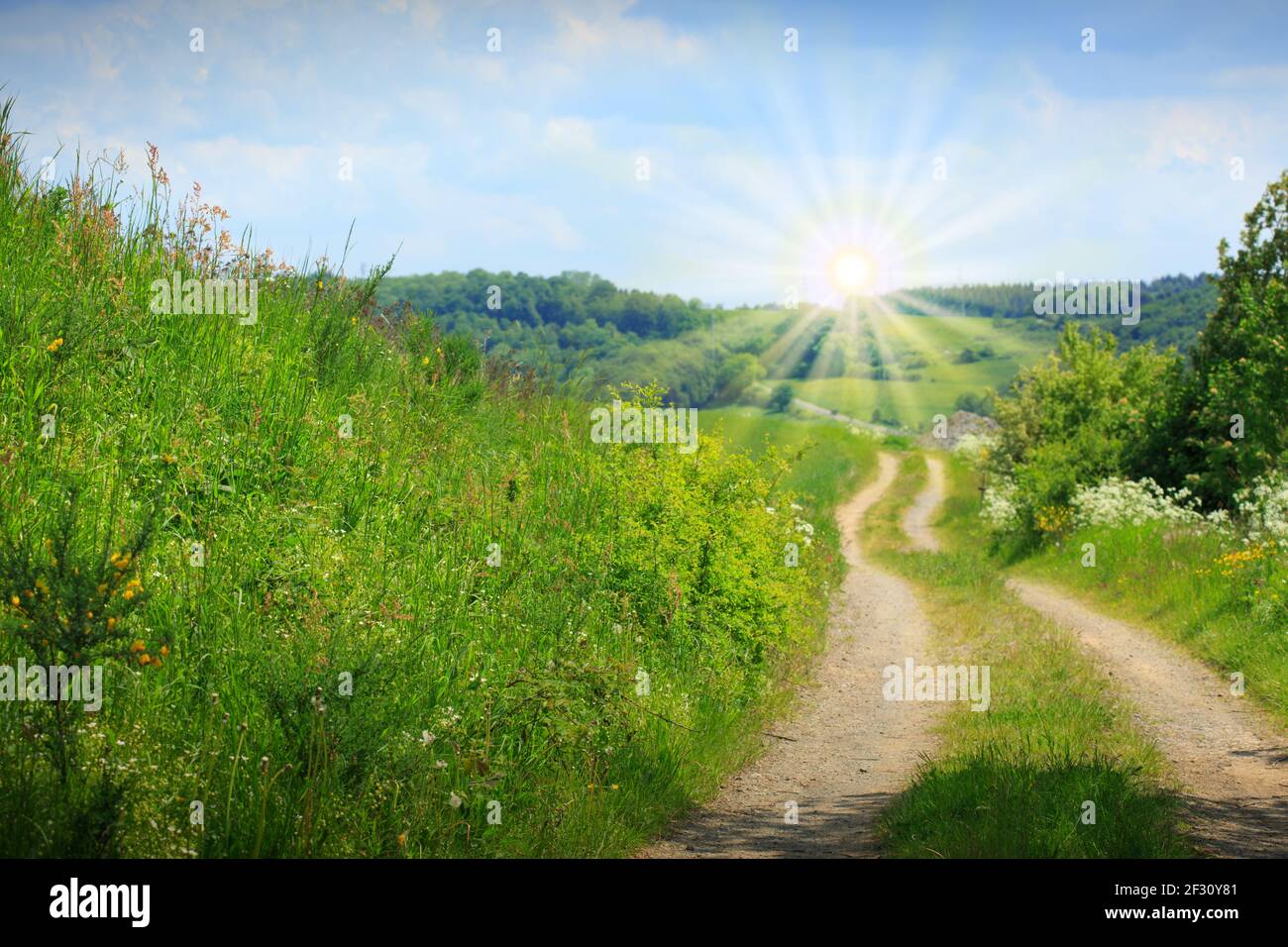 Summer landscape with green field and road Stock Photo - Alamy