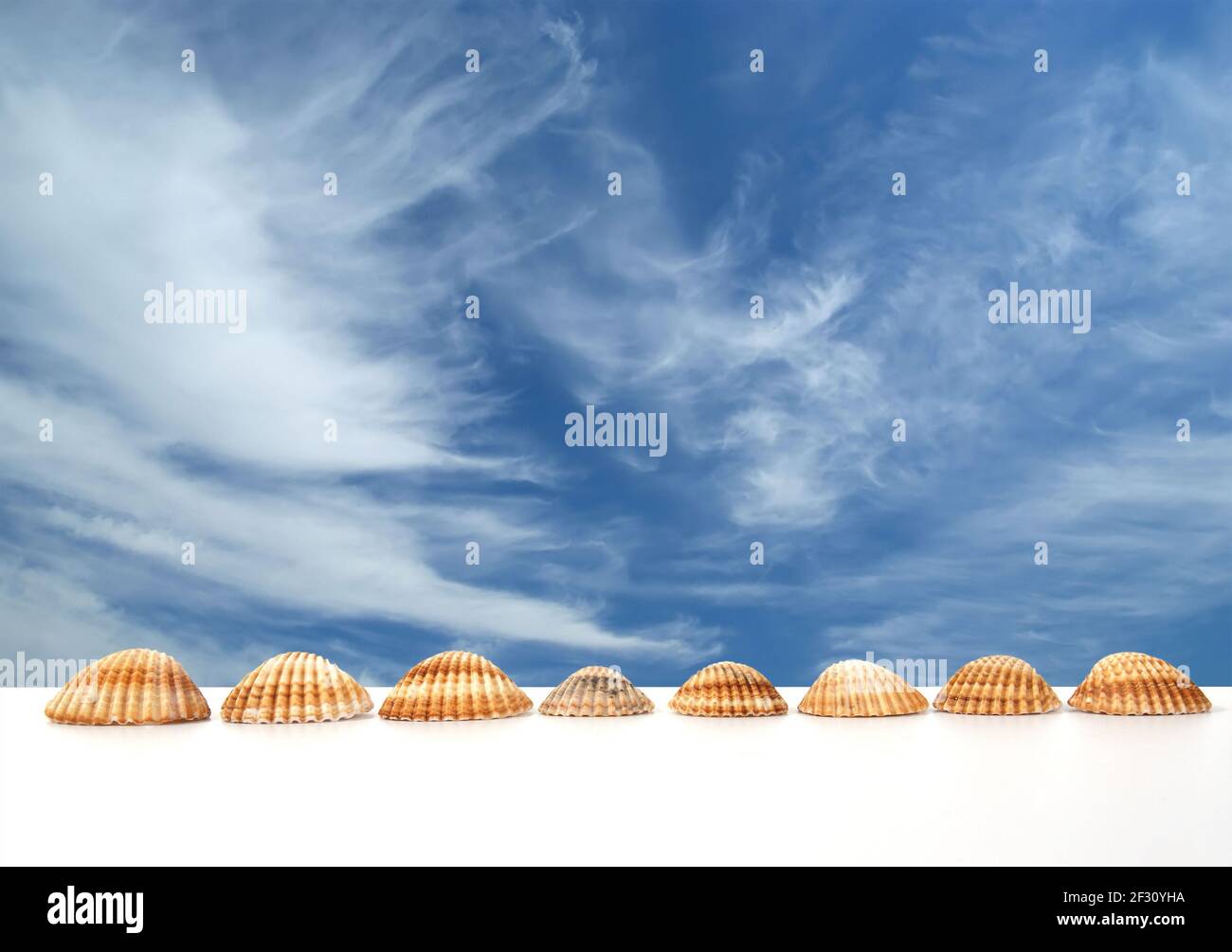 Large seashells on a white background, Studio shot Stock Photo - Alamy