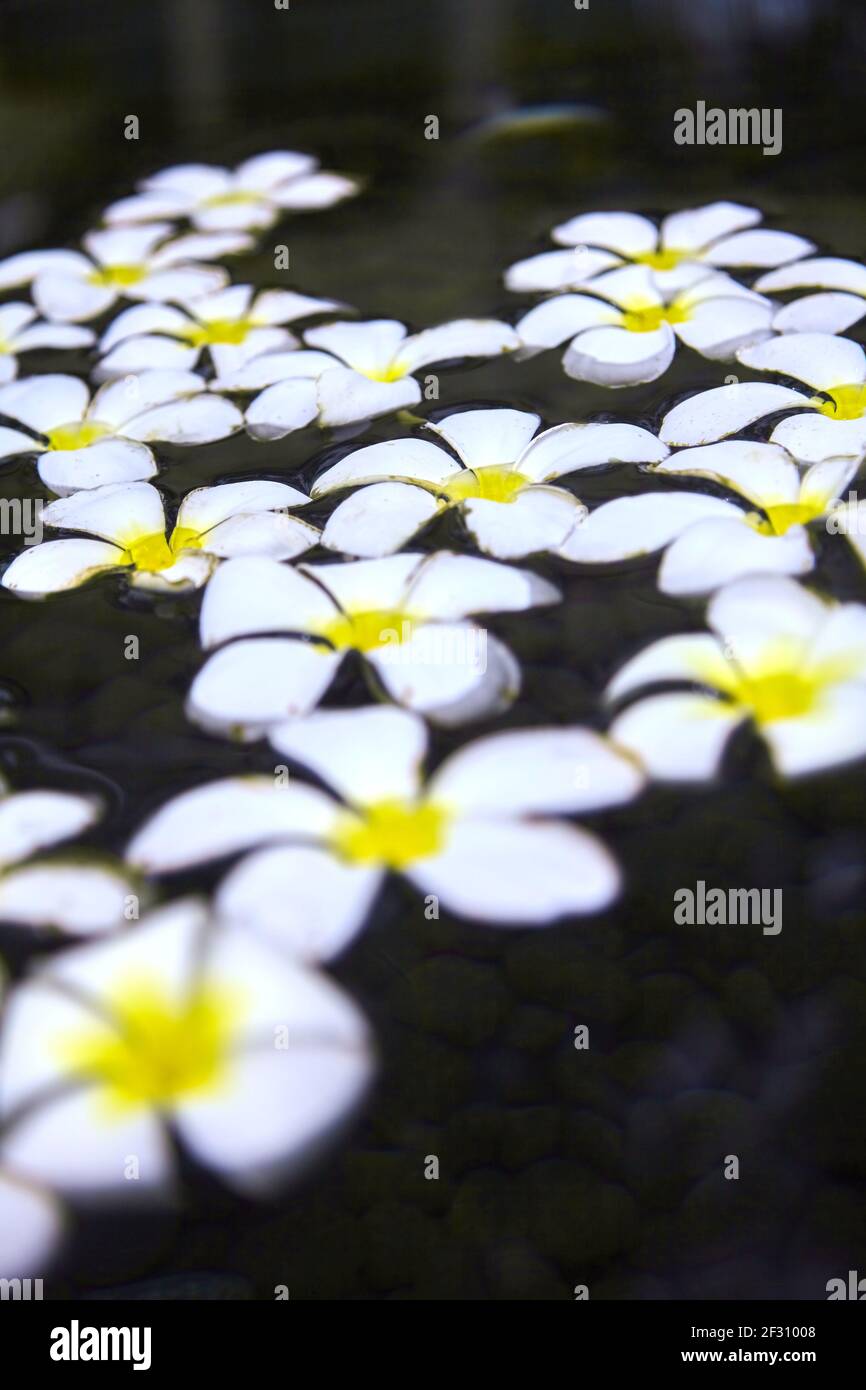 Tropical white flowers hi-res stock photography and images - Alamy