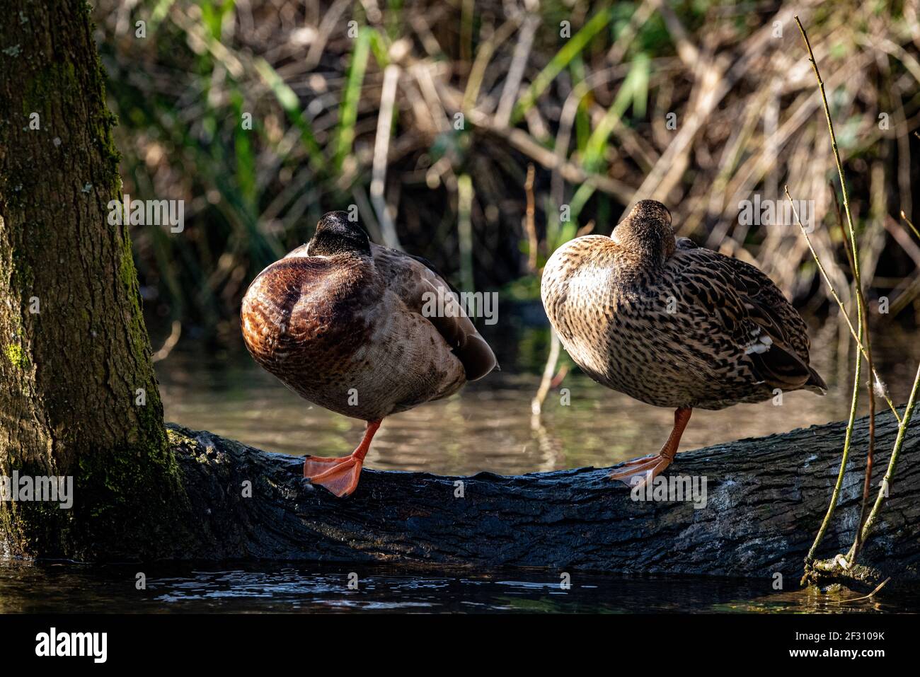 Two ducks asleep while standing on one leg, River Alre, Alresford, Hampshire, UK Stock Photo