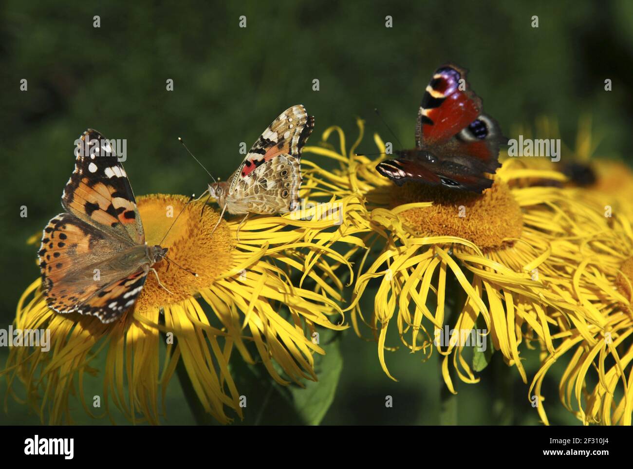 Beautiful yellow blooming flower, (real Alant, Inula helenium) is visited by a butterfly, (Painted l Stock Photo