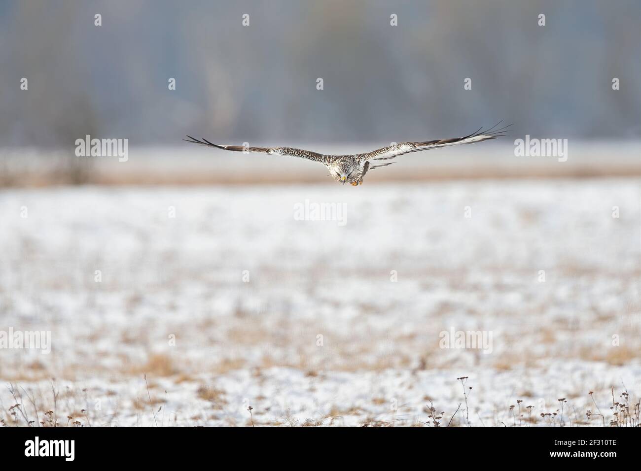 A rough-legged buzzard hunting in flight in search for prey. Stock Photo