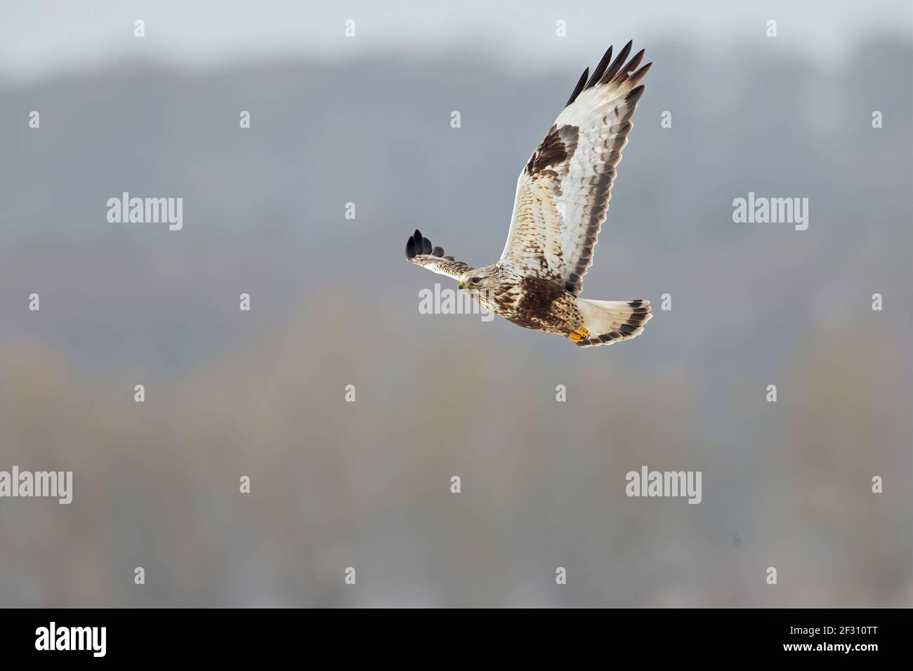 A rough-legged buzzard hunting in flight in search for prey. Stock Photo