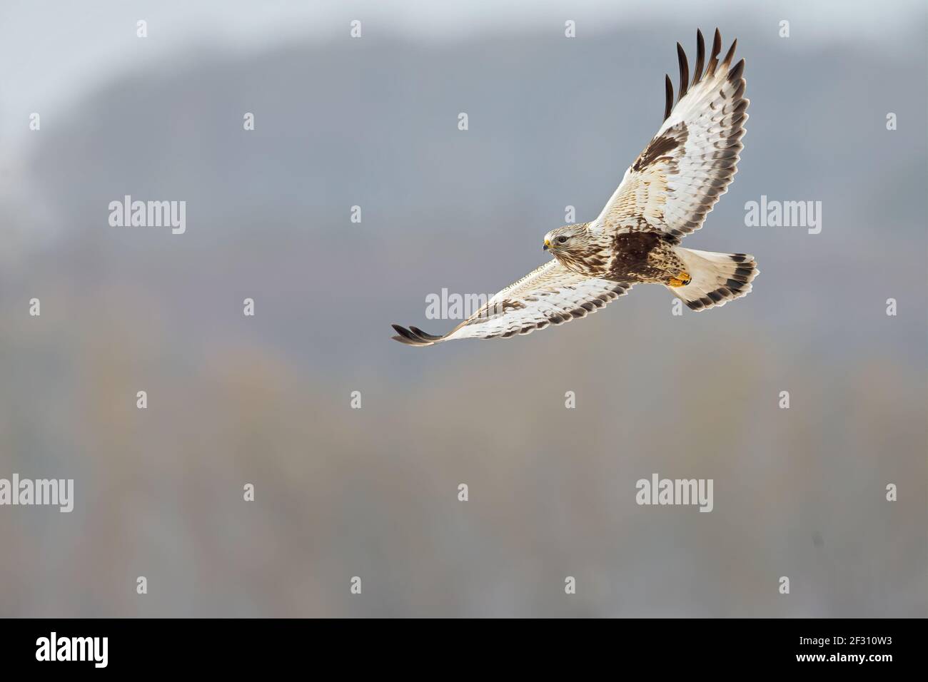 A rough-legged buzzard hunting in flight in search for prey. Stock Photo
