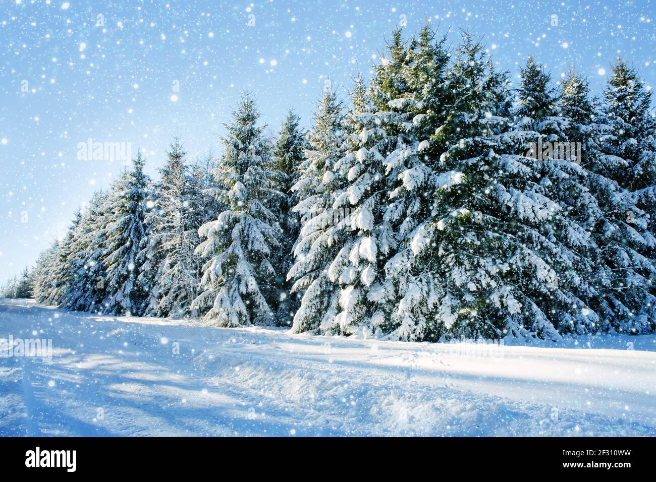 Winter christmas forest with falling snow and trees Stock Photo - Alamy