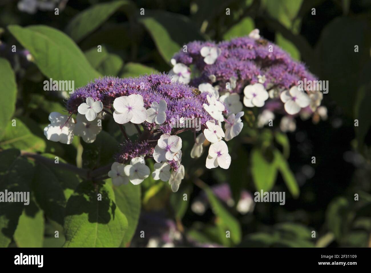 Hydrangea macrophylla white hi-res stock photography and images - Alamy