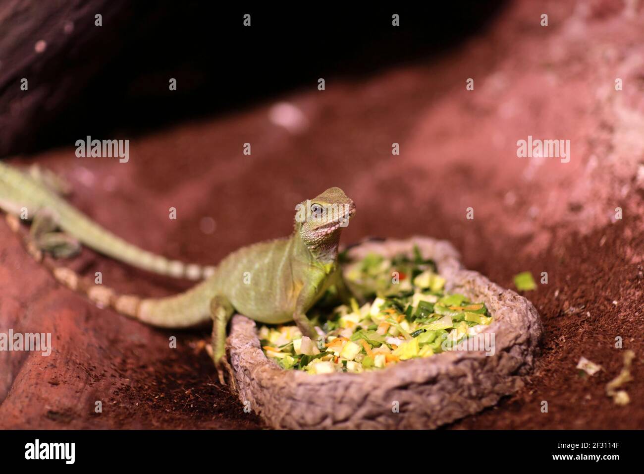The lizard eating vegetables at a terrarium Stock Photo Alamy