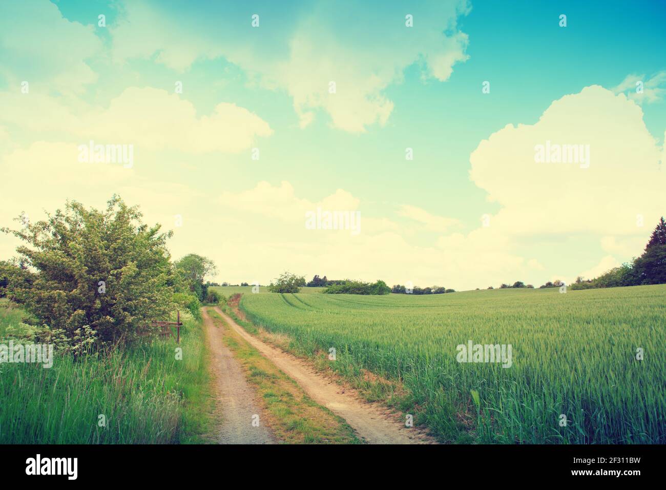 Summer landscape with green field and road Stock Photo - Alamy