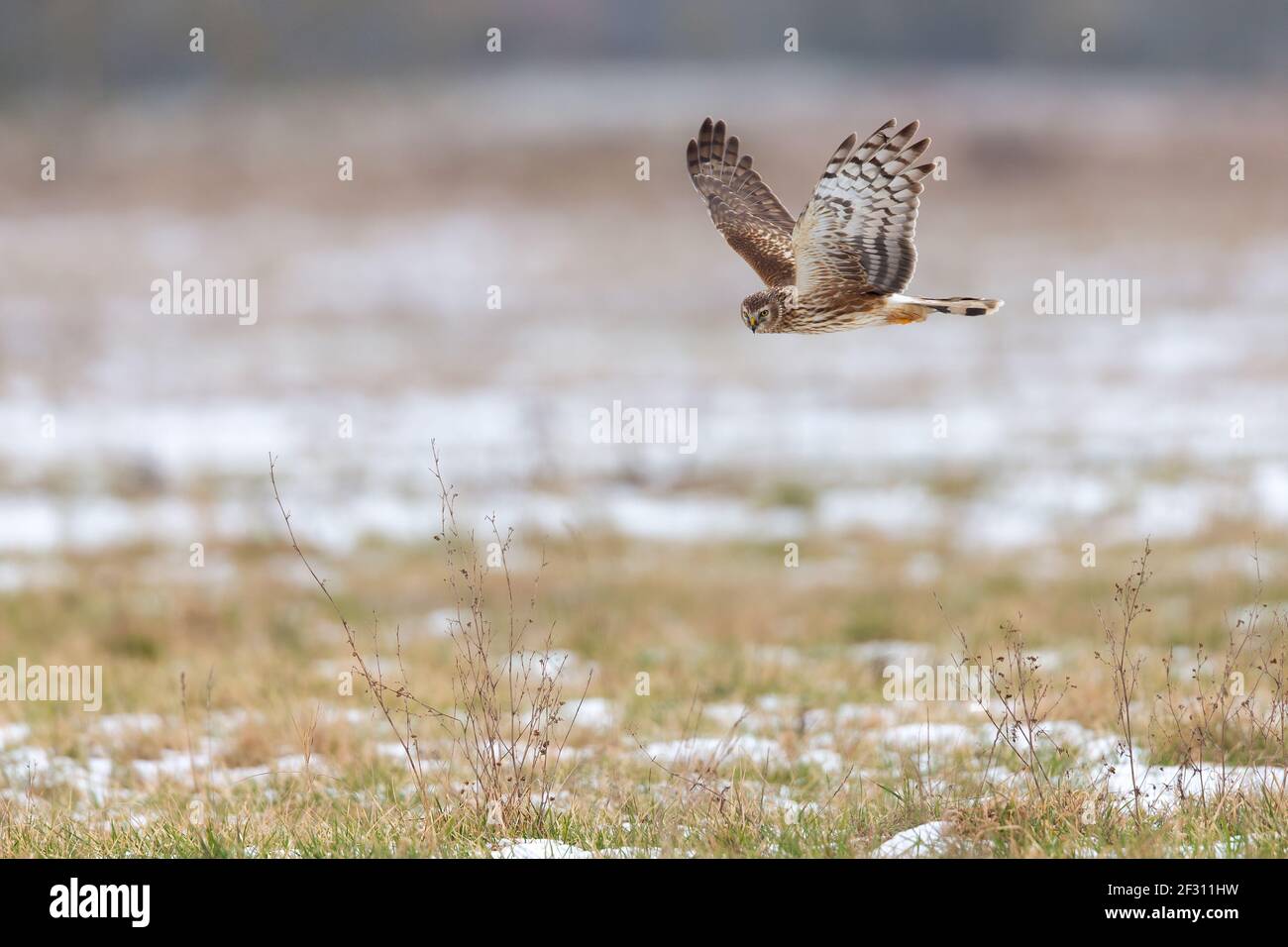 Female hen harrier hi-res stock photography and images - Alamy