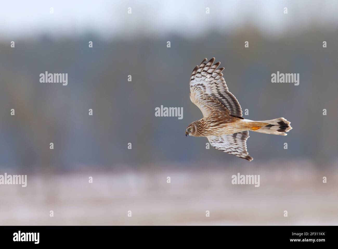 Female hen harrier in flight hi-res stock photography and images - Alamy
