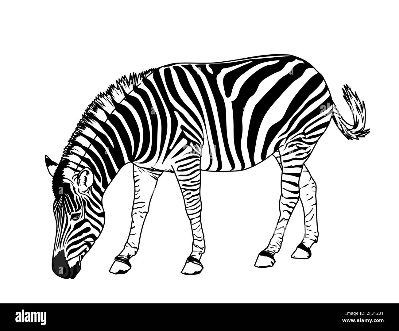 Zebra, Graphic illustration black and white stripes, vector illustrtion Stock Vector Image & Art