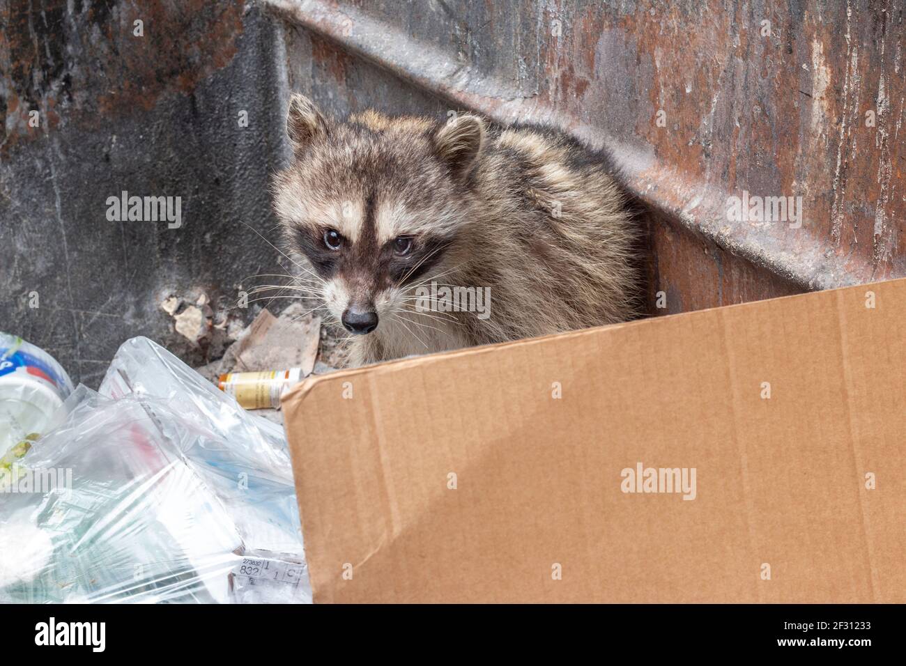 Raccoon in dumpster, Berkeley, California Stock Photo