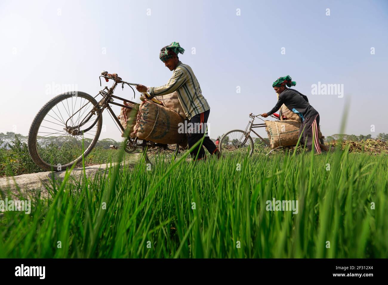 Munshigonj, Bangladesh. 14th Mar, 2021. Bangladeshi farmers carry potato on their bicycles at a village in Munshiganj, near Dhaka, Bangladesh, March 14, 2021. As the winter season draws to an end, the farmers get busy harvesting potatoes from the fields. Following a bumper production of potatoes this year, the farmers are now waiting to get a fair price for their harvests. Credit: Suvra Kanti Das/ZUMA Wire/Alamy Live News Stock Photo