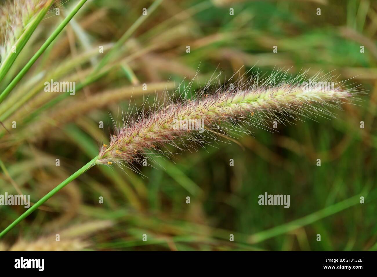 Closeup of Fountain Grasses or Pennisetum in a Countryside Field Stock Photo