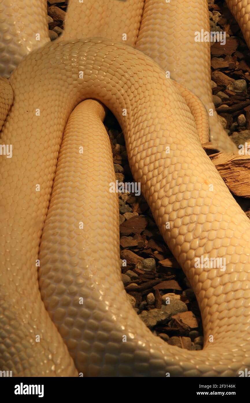 A close-up shot python snake skin Stock Photo - Alamy