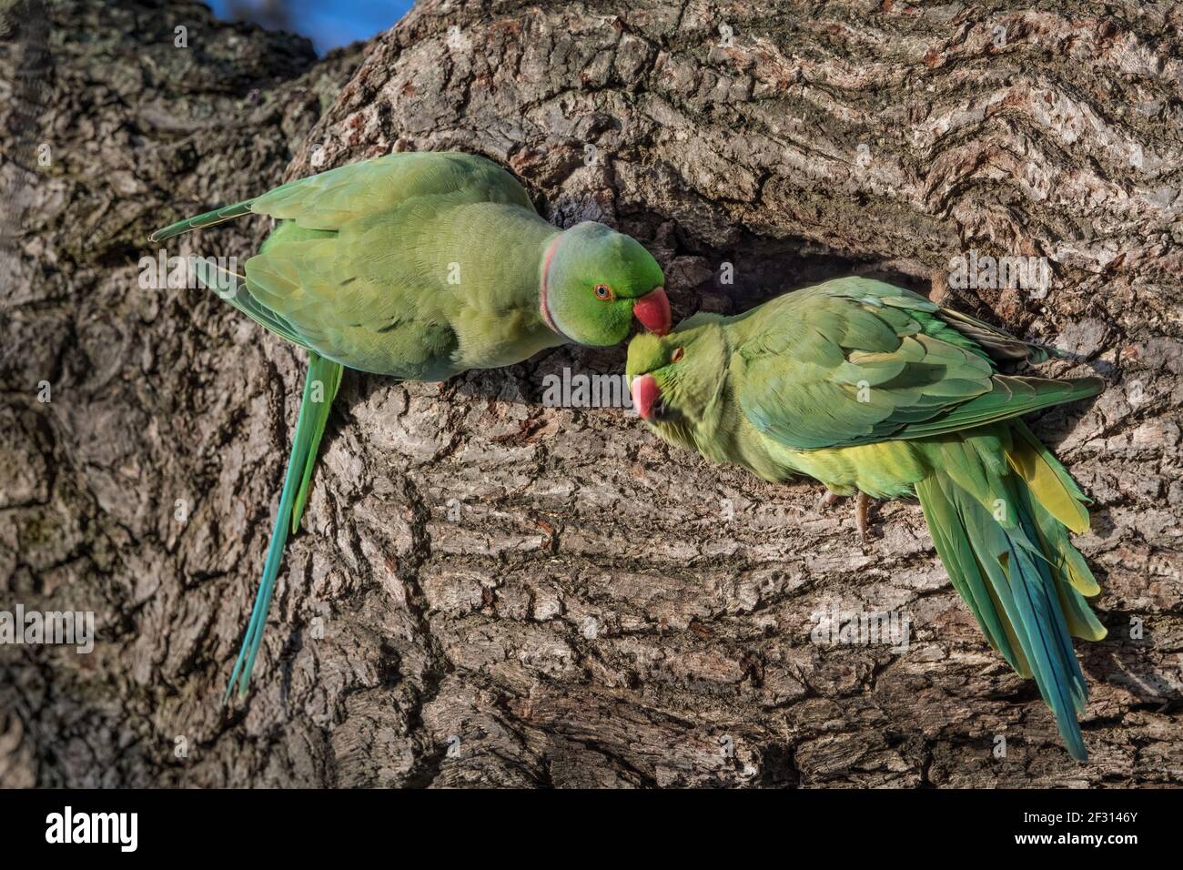 Two green parakeets connecting outside of their nesting hole Stock