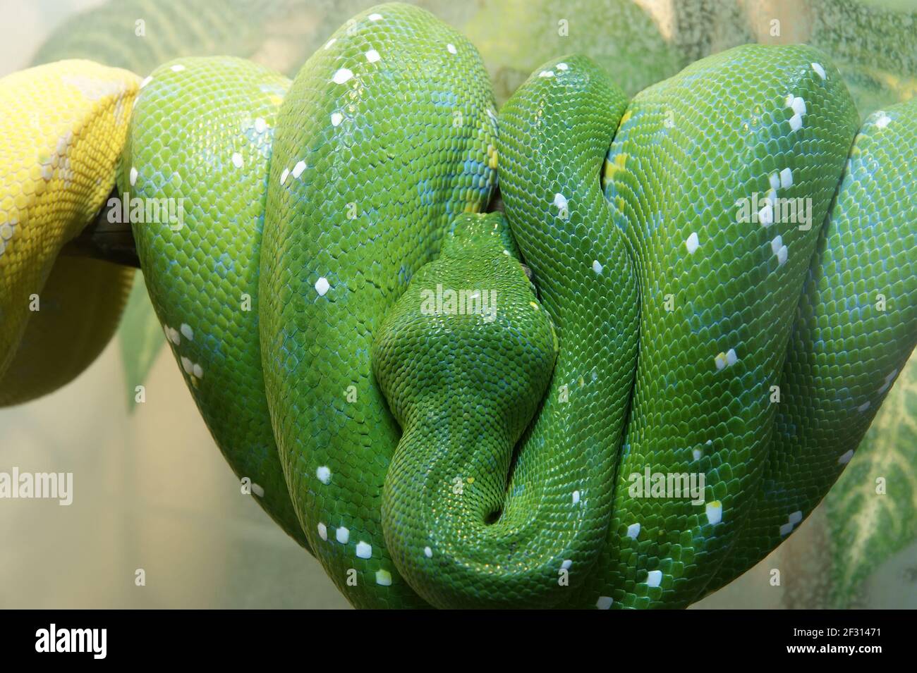 Emerald Tree Python