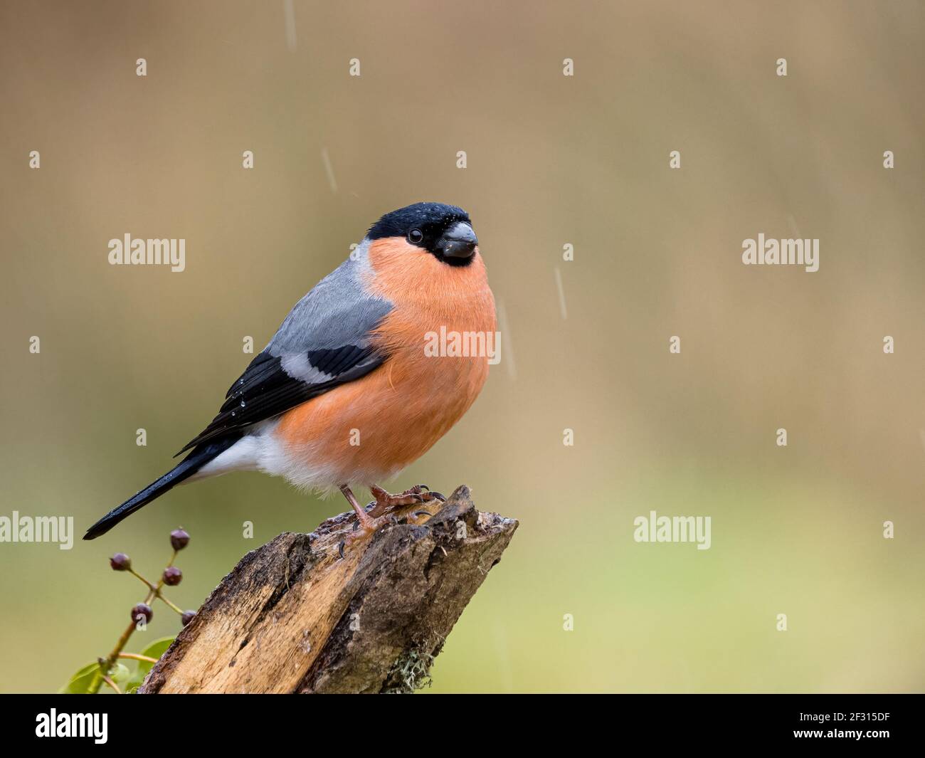 Bullfinch hi-res stock photography and images - Alamy