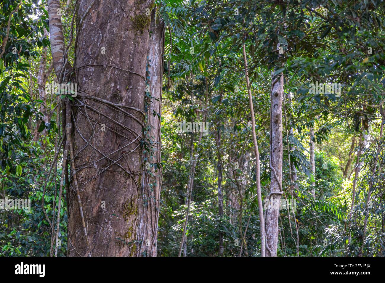 Trees in the Mamu Rainforest in Queensland, Australia Stock Photo