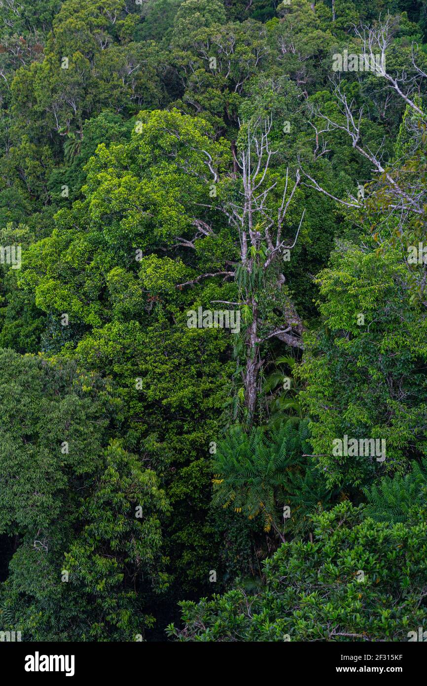 Trees in the Mamu Rainforest in Queensland, Australia Stock Photo