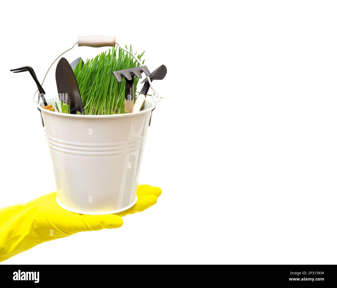 Small white bucket with a bunch of fresh green grass and some gardening hand tools standing on a human hand wearing a yellow garden glove. Stock Photo