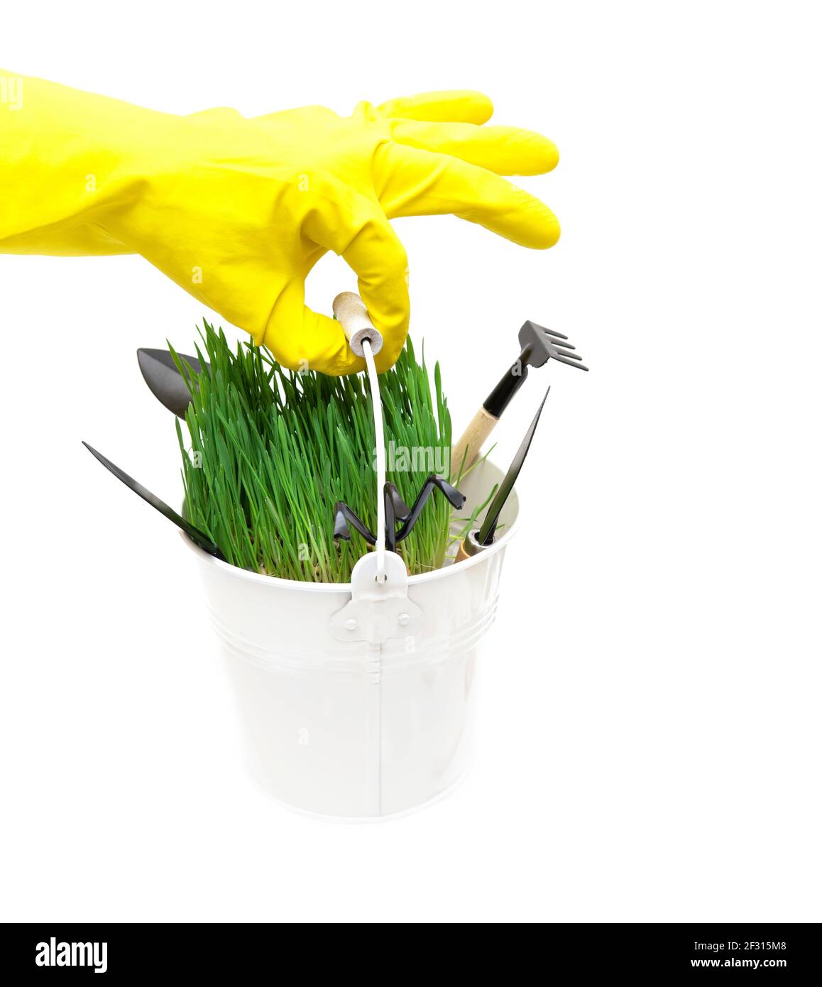 Crop view of a human hand wearing a yellow garden glove holding a small white bucket with fresh green grass and various gardening hand tools isolated Stock Photo
