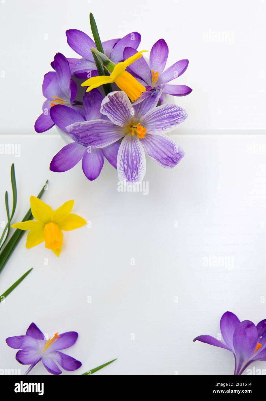 Purple crocuses and daffodil isolated on white wood Background Stock
