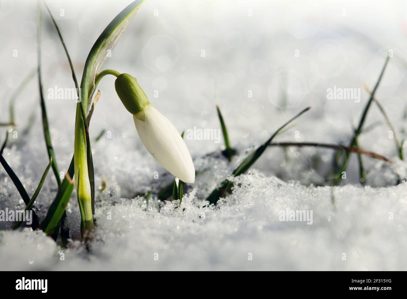 Snowdrops flowers in sunny garden on snow. Easter background. Stock Photo