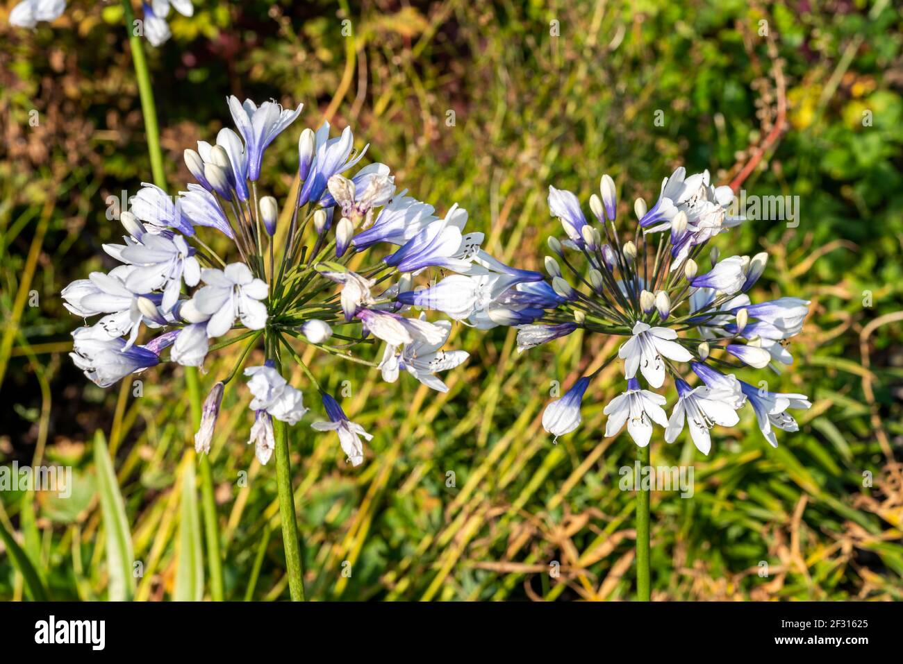 Agapanthus africanus 'Twister' a summer flowering plant with blue white springtime flower commonly known as African lily, stock photo image Stock Photo