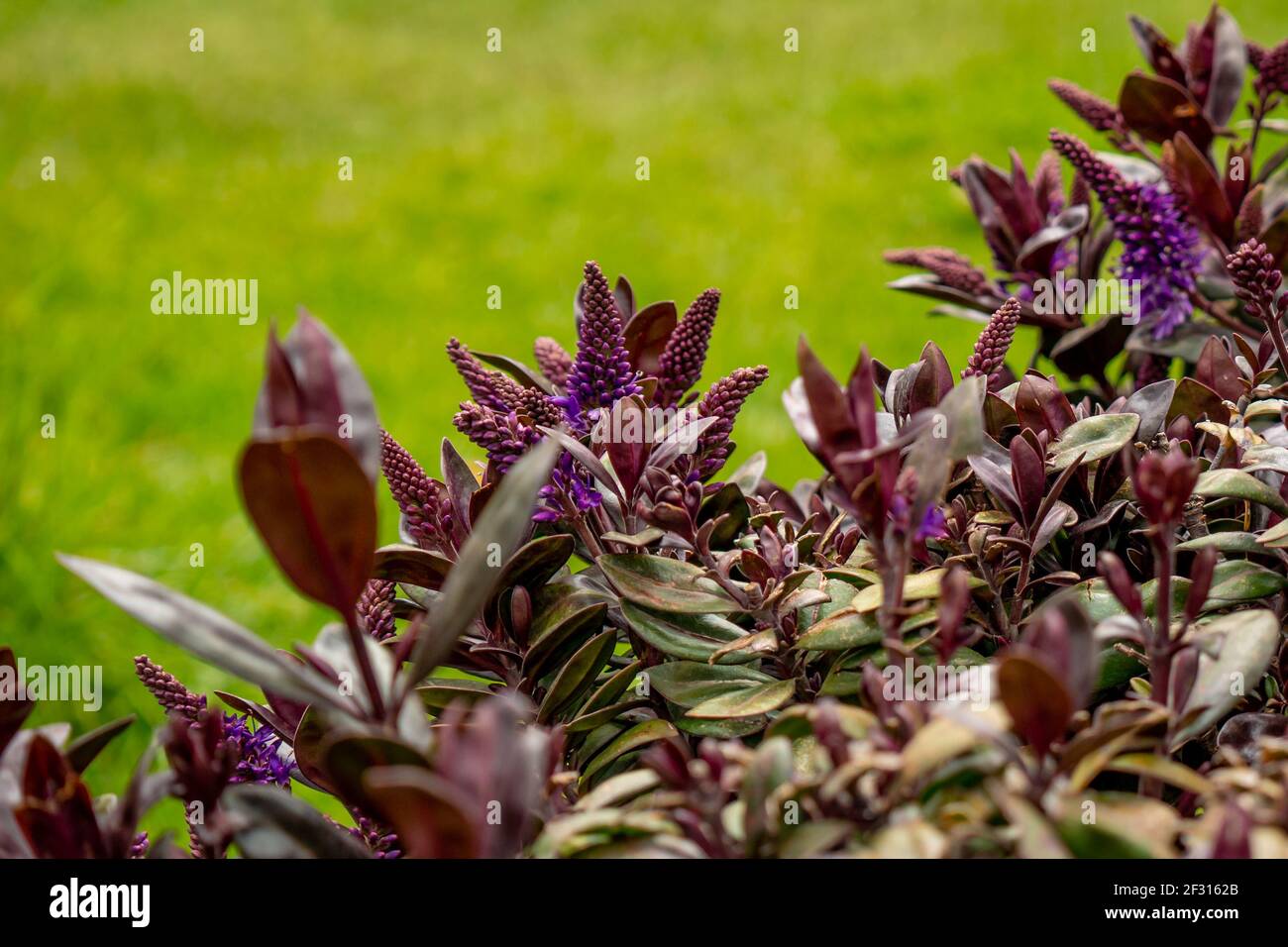 Nz shrubs hebe whangareiflora weebly