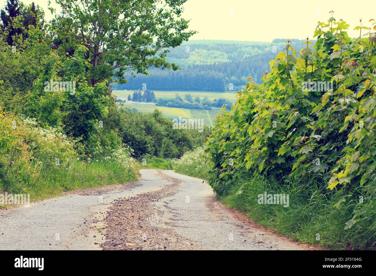 Summer landscape with green field and road Stock Photo - Alamy
