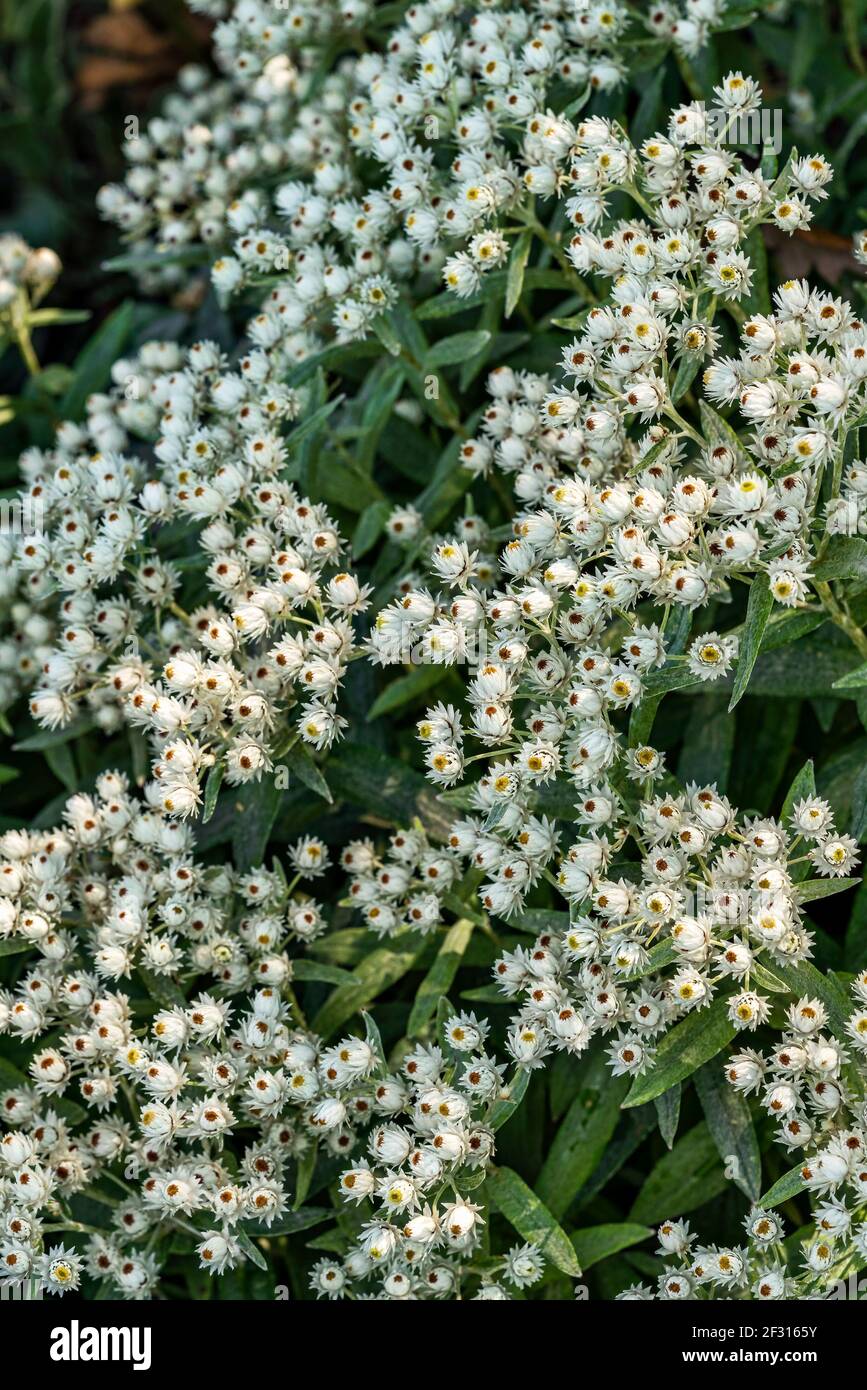 Anaphalis triplinervis 'Sommerschnee' a summer flowering plant with white summertime flowers in July and August and commonly known as everlasting summ Stock Photo
