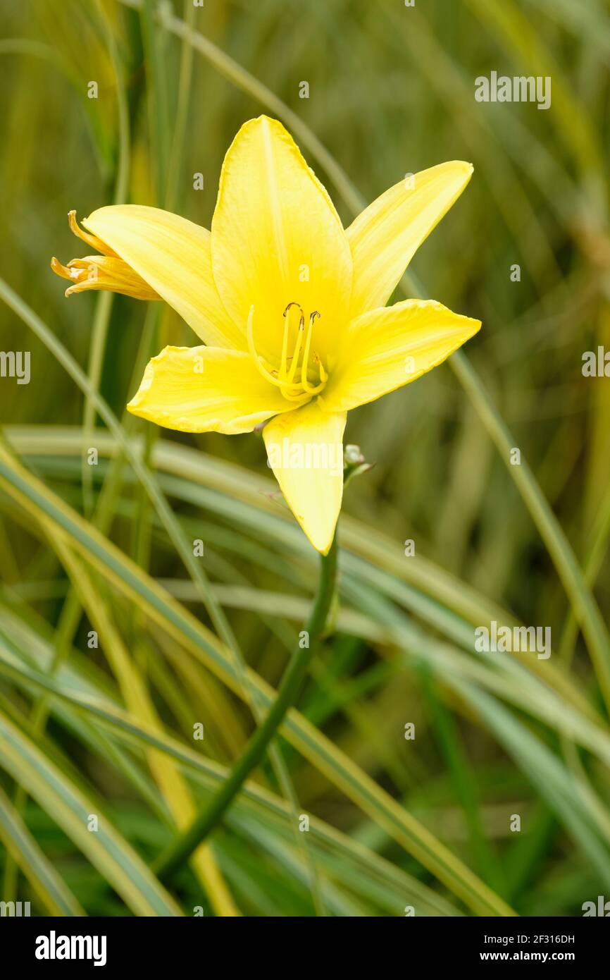 Trumpet-shaped flowers of Hemerocallis 'Lemon Bells'. Daylily 'Lemon Bells' Stock Photo