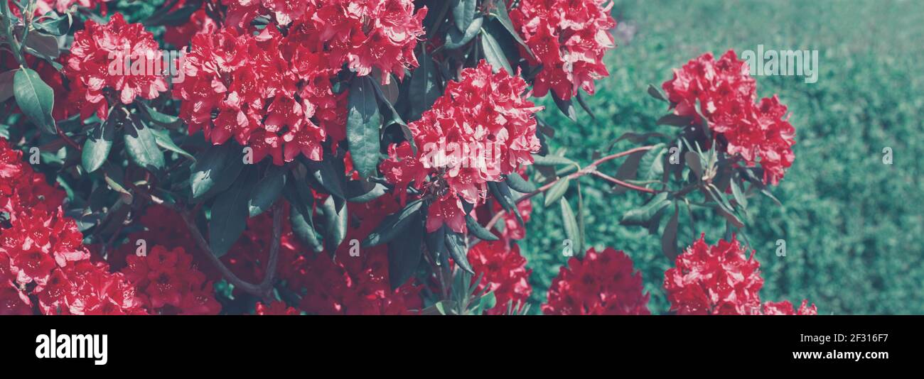 Pink Azaleas flowers in the garden.Spring background. Stock Photo
