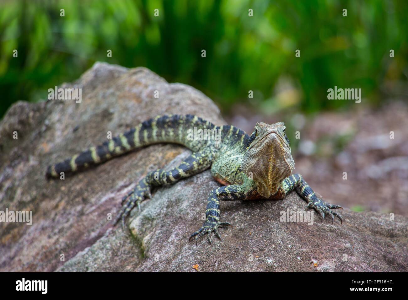 Australian water dragon in Brisbane, Australia Stock Photo Alamy