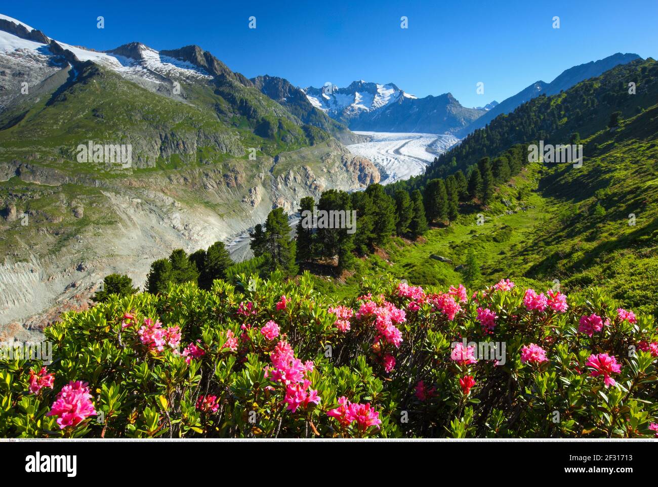 geography / travel, Switzerland, Wannenhoerner and Aletsch glacier with alpine rose, Valais, Additional-Rights-Clearance-Info-Not-Available Stock Photo
