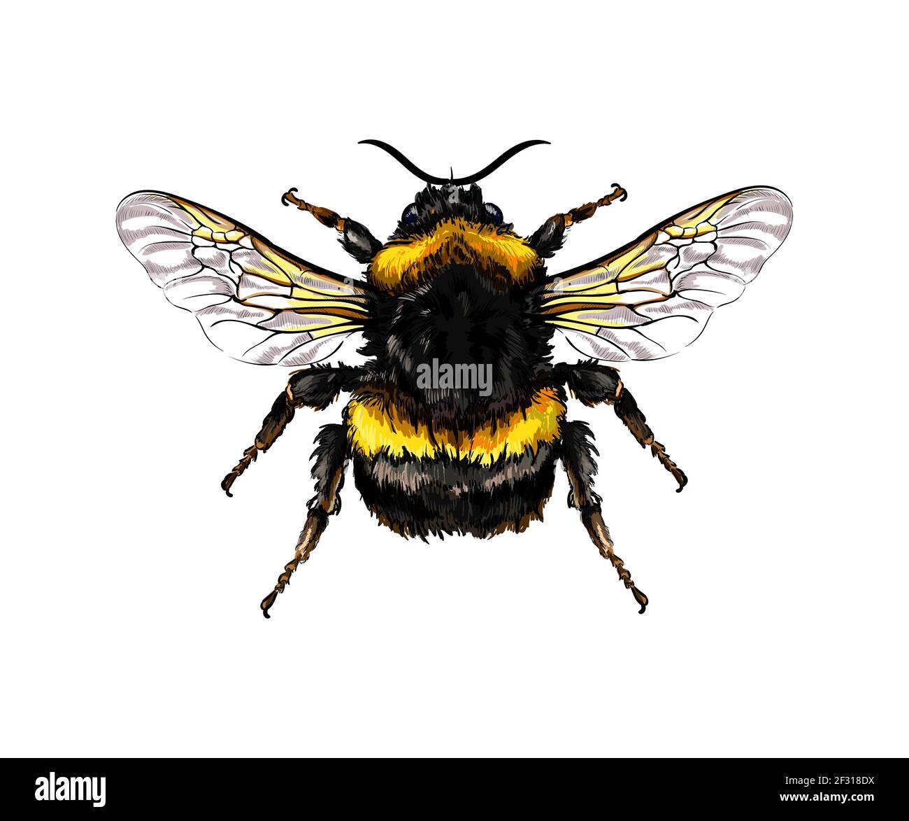 Bumblebee from a splash of watercolor, colored drawing, realistic. Vector illustration of paints Stock Vector