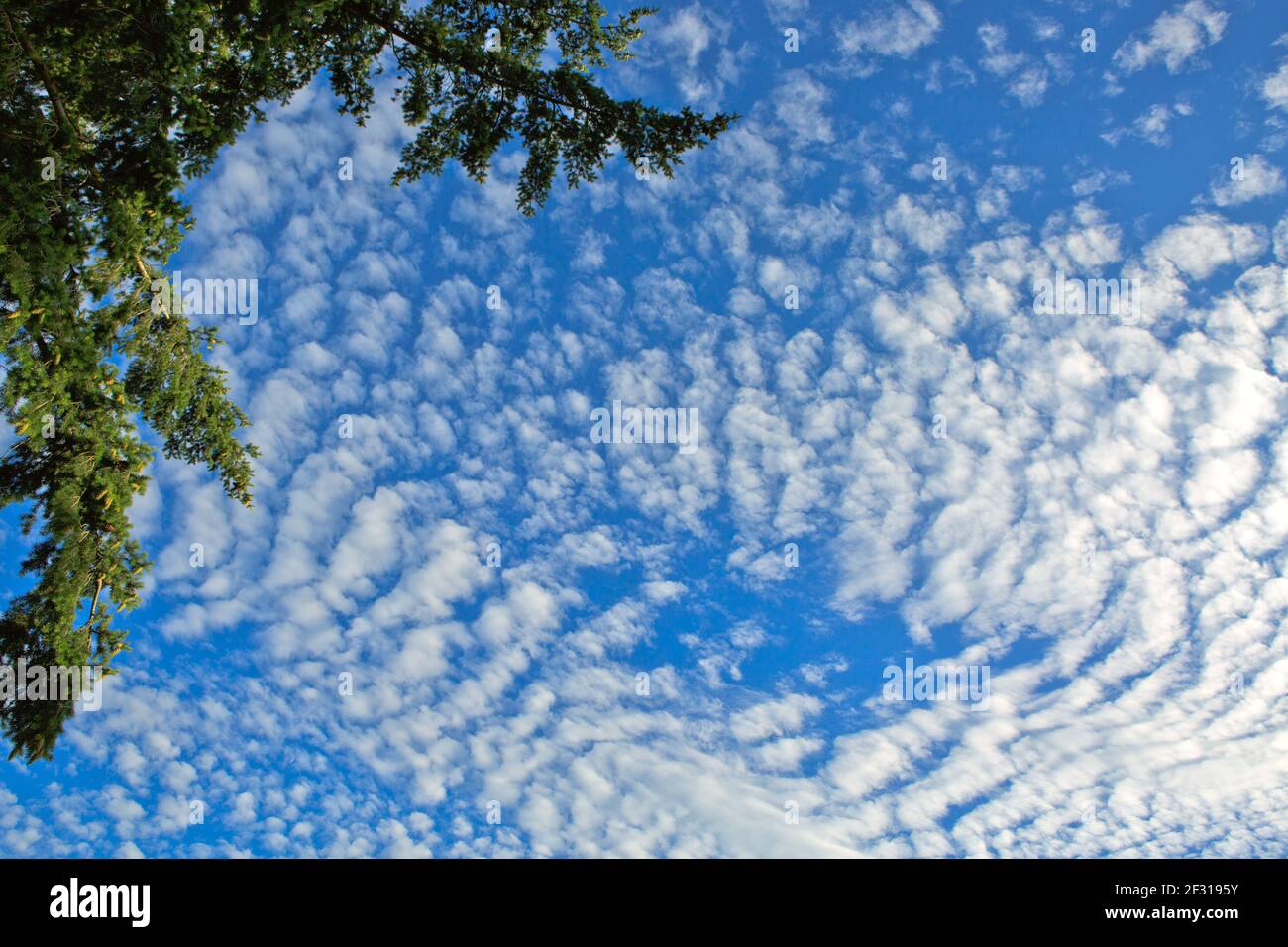 Summer landscape of green trees with bright clouds sky Stock Photo - Alamy