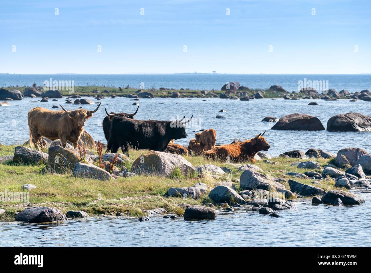 Highland Cattle in Jurmo island, Parainen, Finland Stock Photo