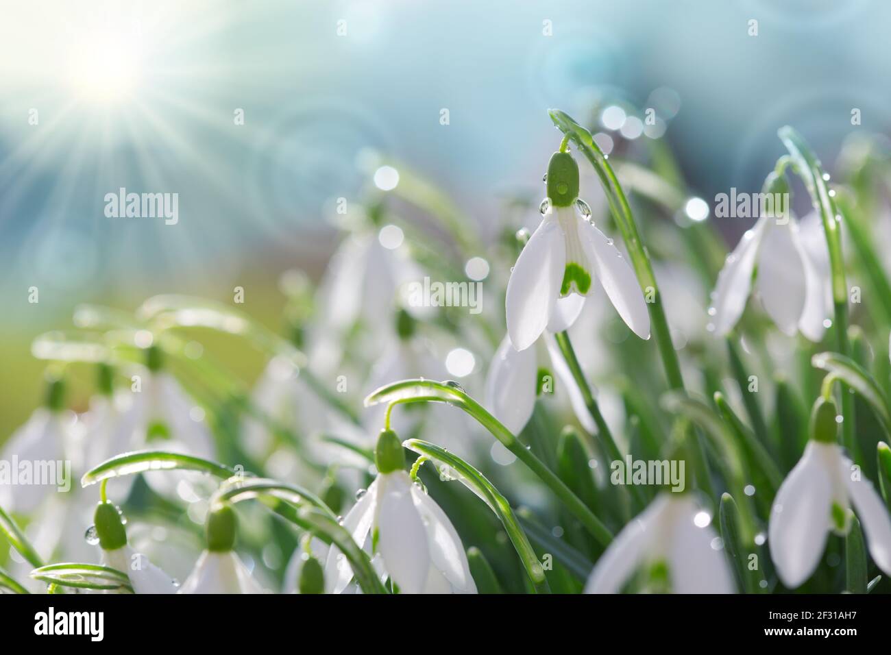 Spring flower meadow sunny hi-res stock photography and images - Alamy