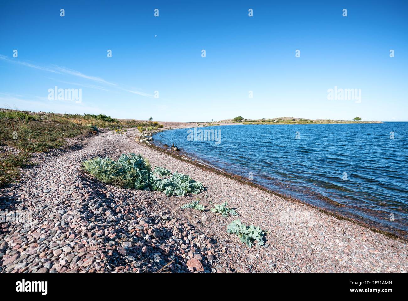 Crambe maritima plant groving on Jurmo island, Parainen, Finland Stock Photo