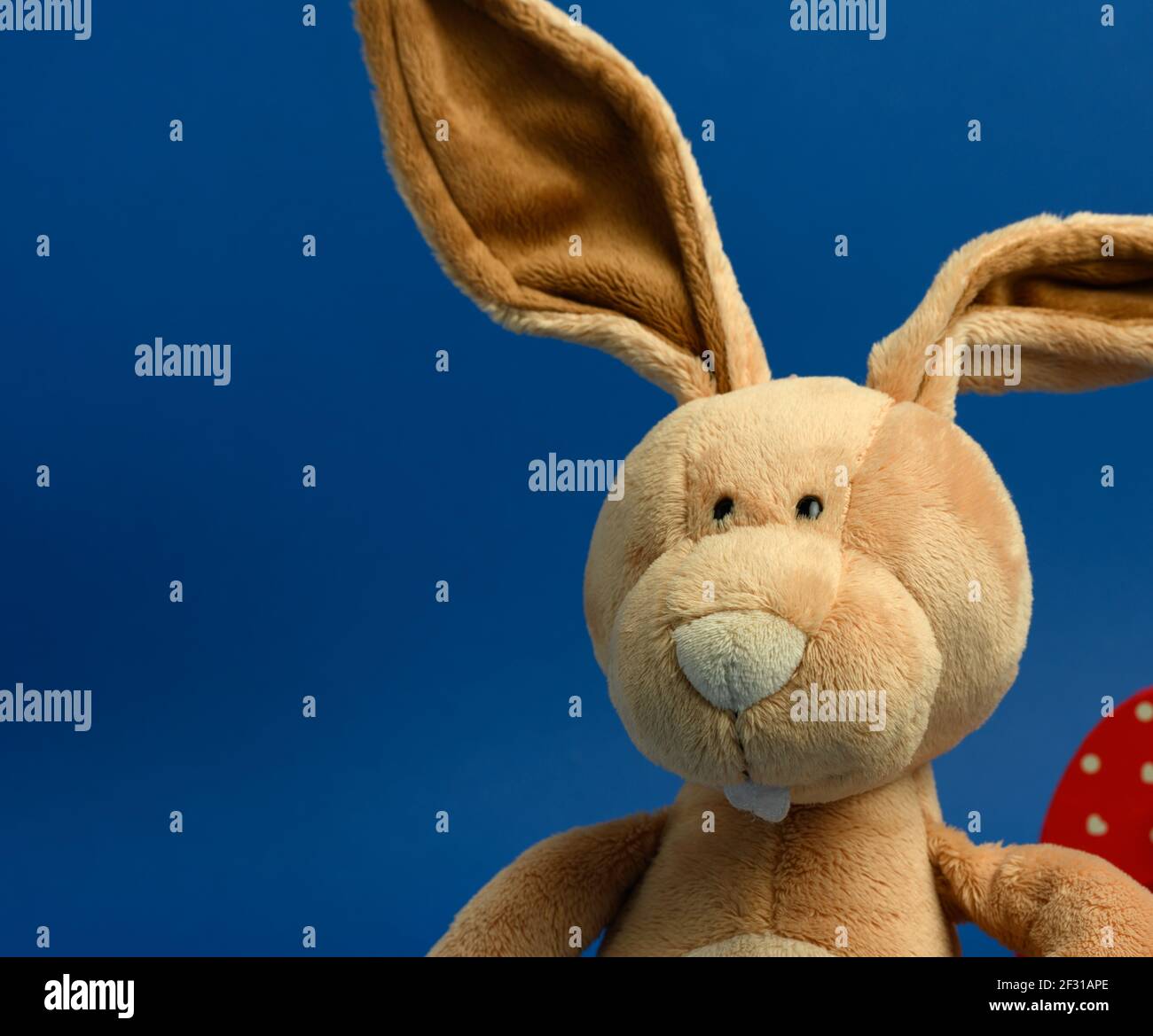 Funny beige plush rabbit with big ears and funny face on a blue background Stock Photo