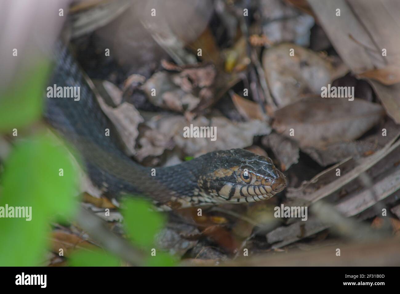 A Cottonmouth meandering through the brush in Wekiwa Springs State Park