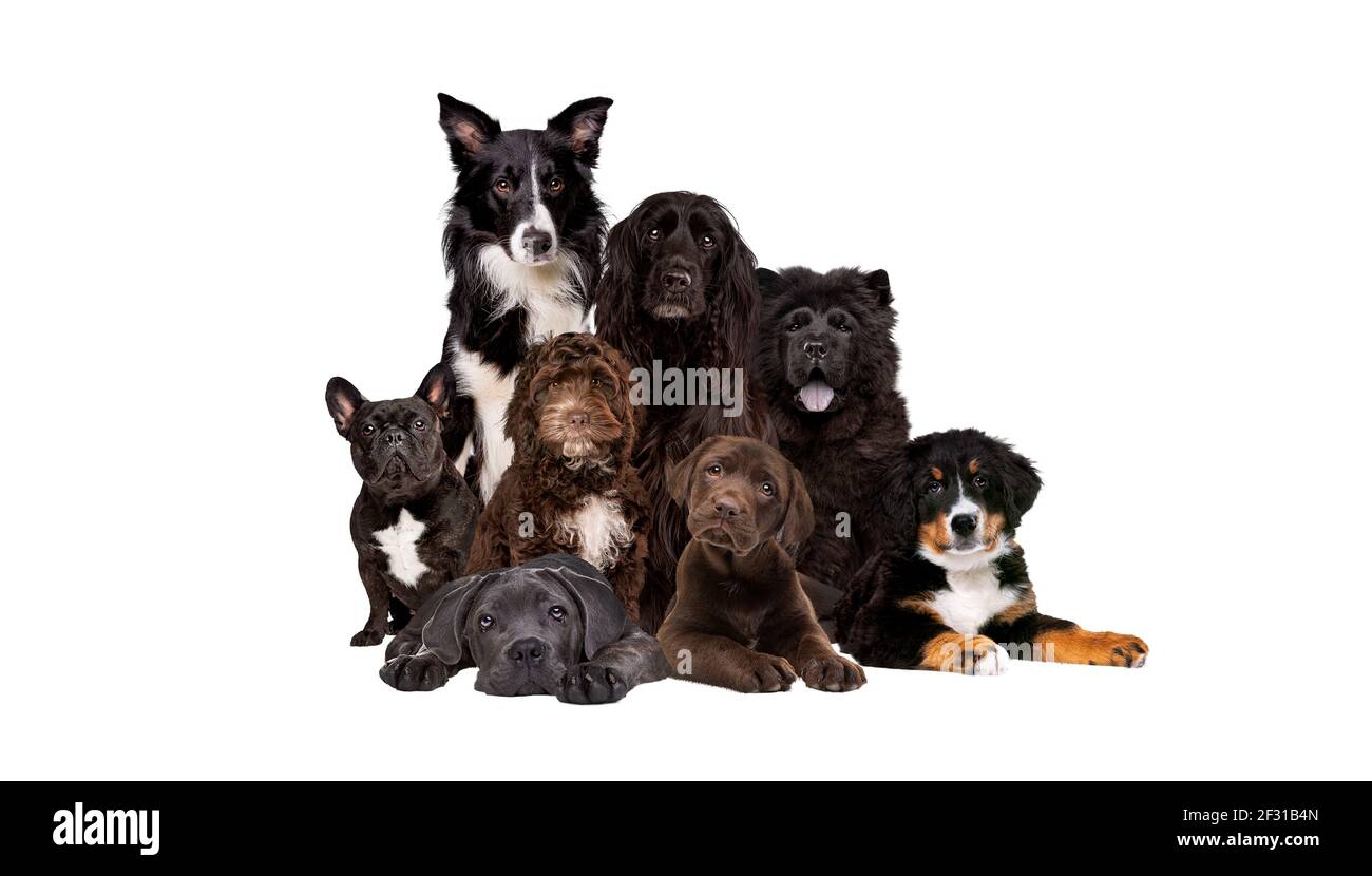 Group of eight dogs looking at camera Stock Photo