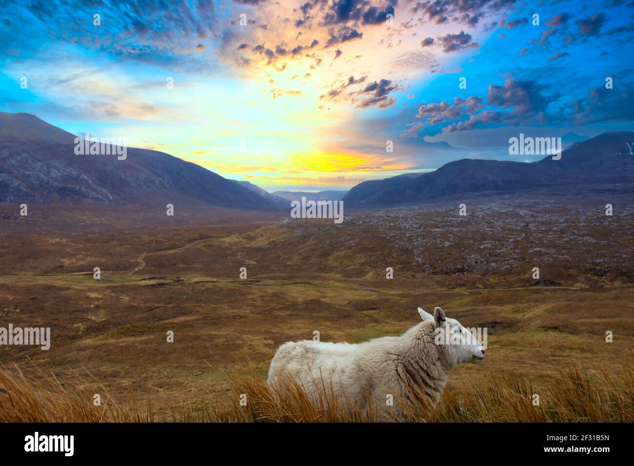 a lone sheep in front of a scenic view in the highlands Stock Photo