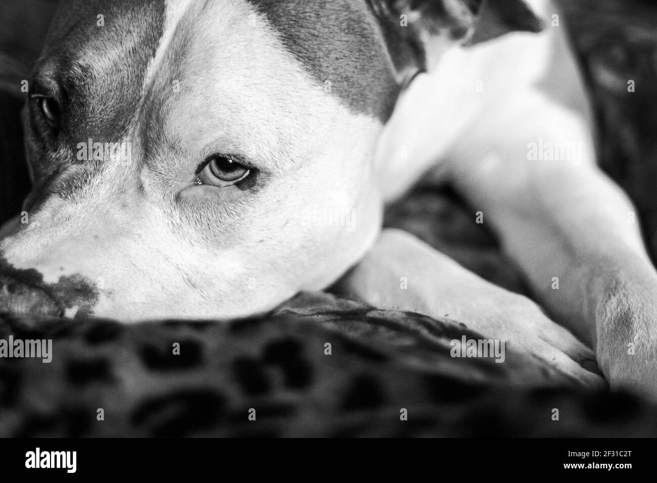 A mixed breed dog (American Staffordshire Pit Bull Terrier and American Pit Bull Terrier) (Canis lupus familiaris) looks out of the corner of his eye. Stock Photo