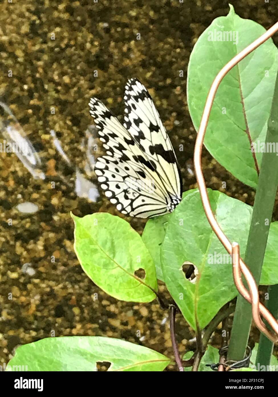 Butterflies of Osaka, Japan Stock Photo Alamy
