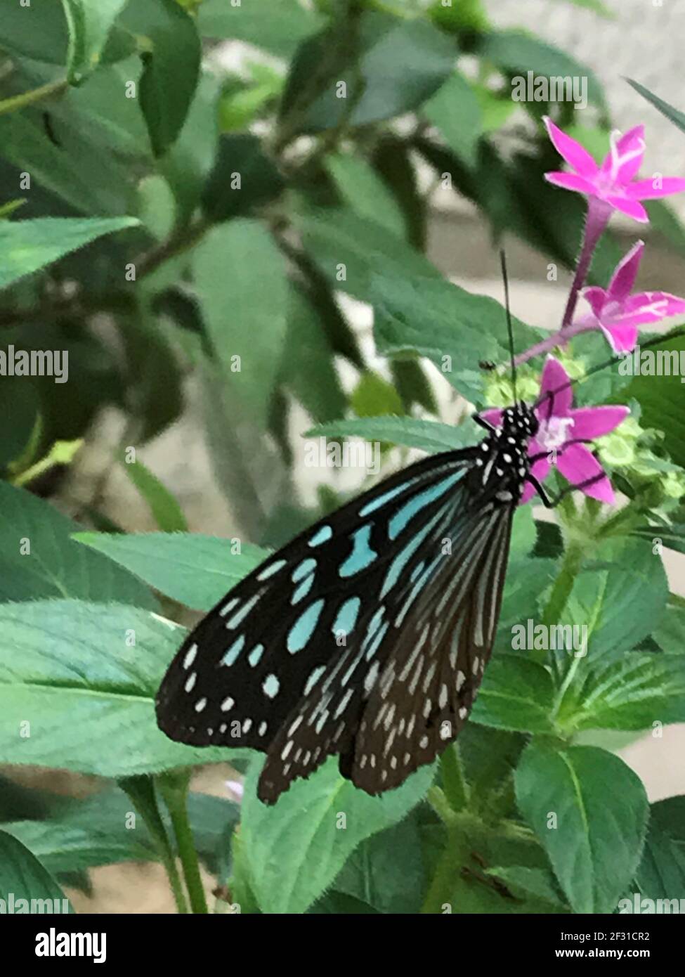 Butterflies of Osaka, Japan Stock Photo Alamy